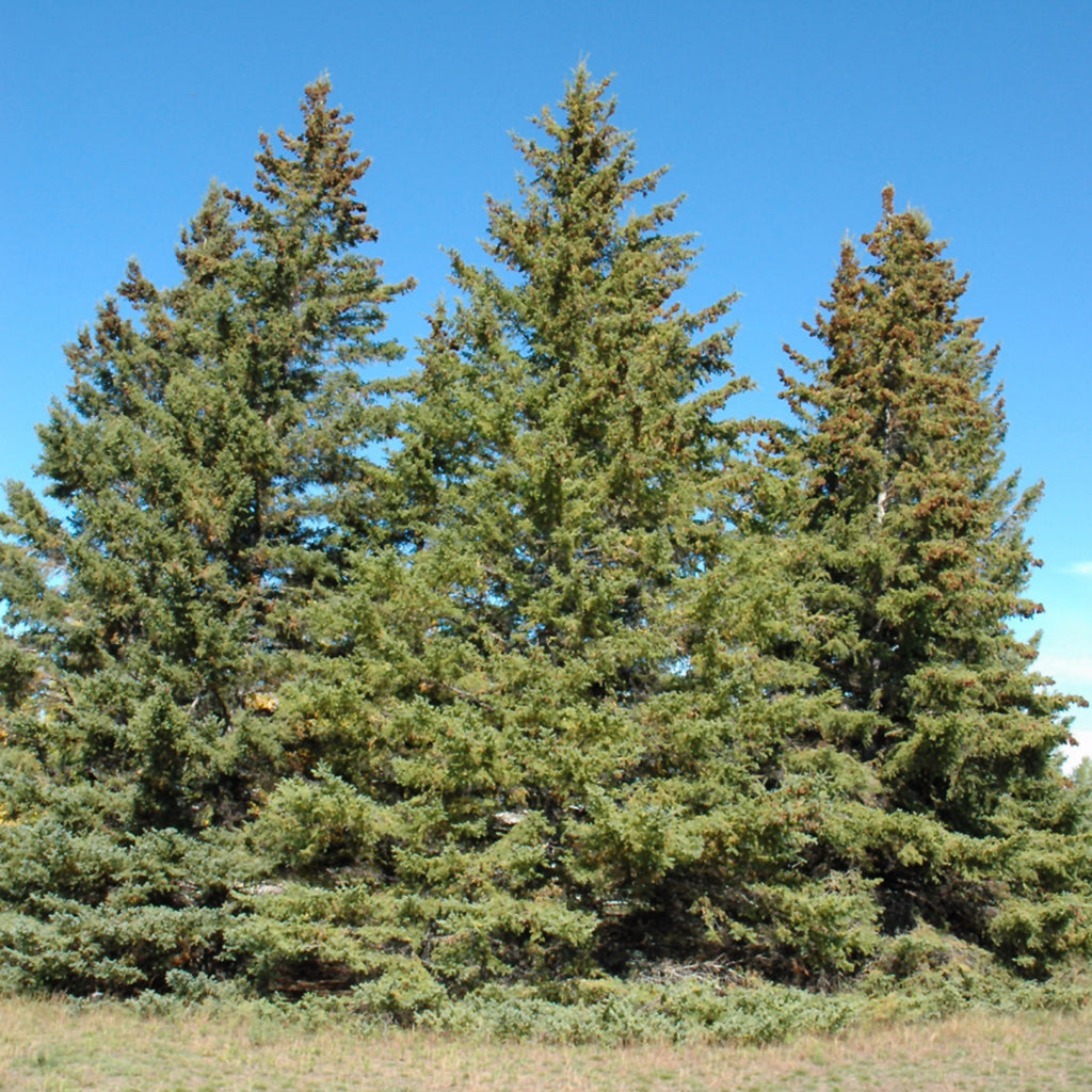 White Spruce 250Cm Wb