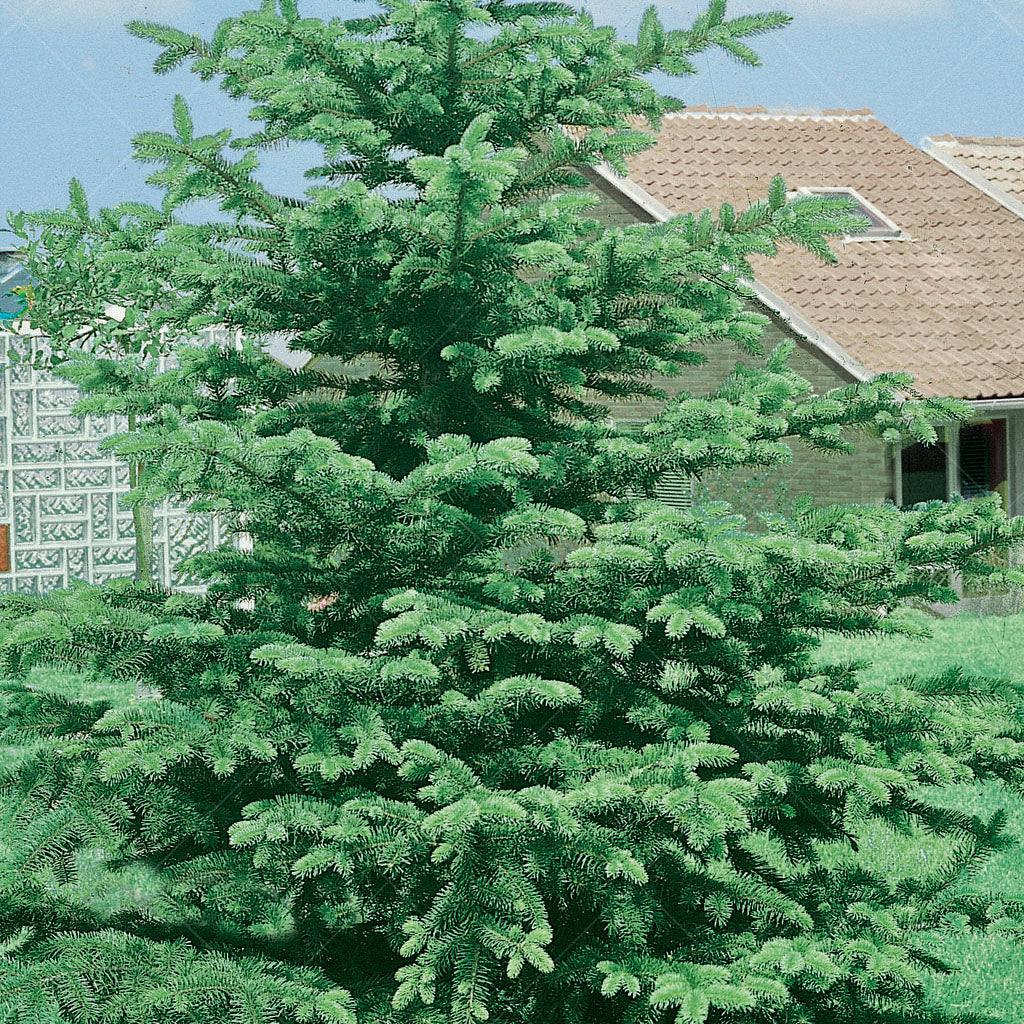 Embrace the timeless beauty of the White Spruce (Picea glauca), a native conifer valued for its lush foliage and elegant pyramidal habit. With its dark green needles that remain vibrant throughout the year, this splendid tree adds grace and majesty to any landscape, making it ideal for hedges, groupings, and small-space gardening.