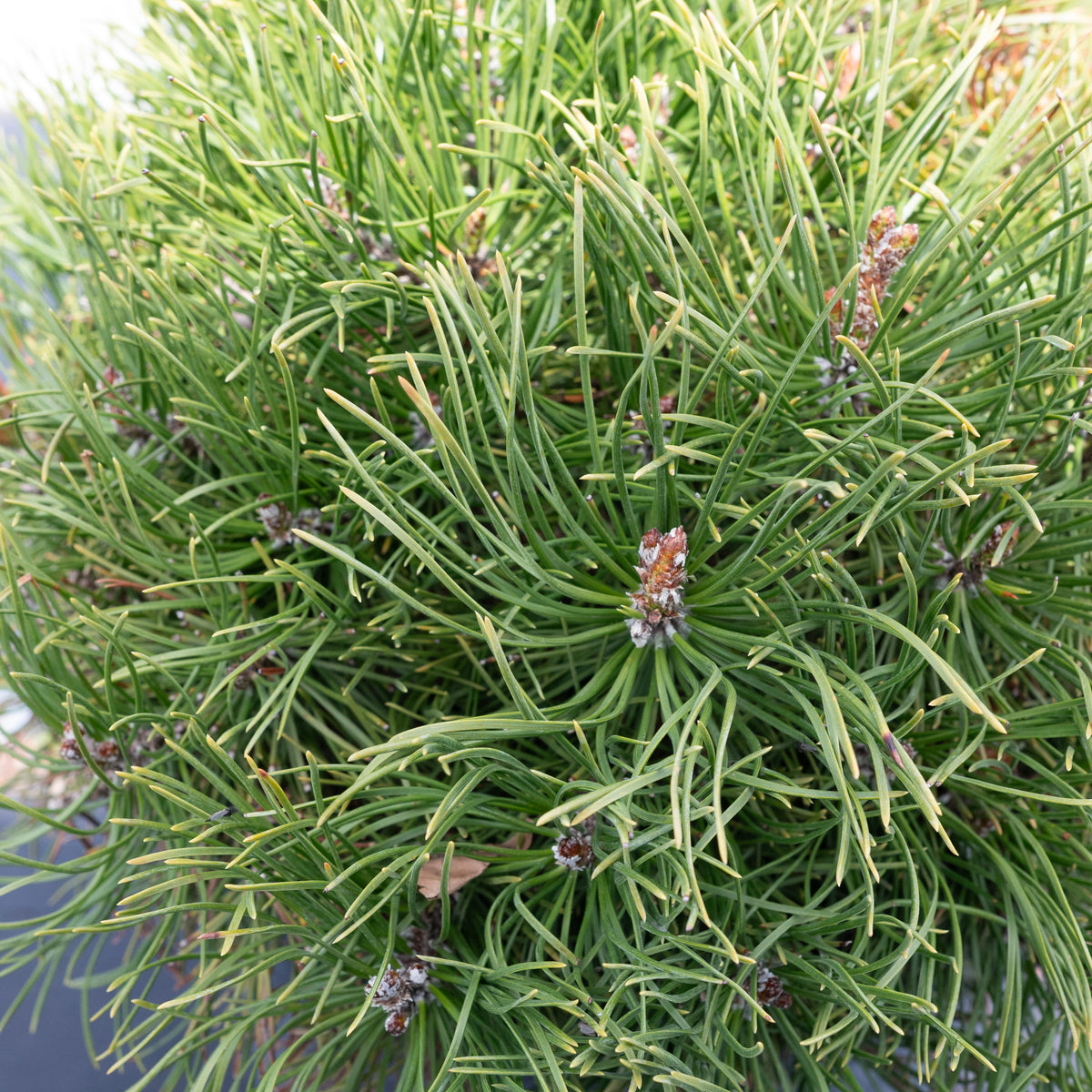 Mugo Pine # 3 Container