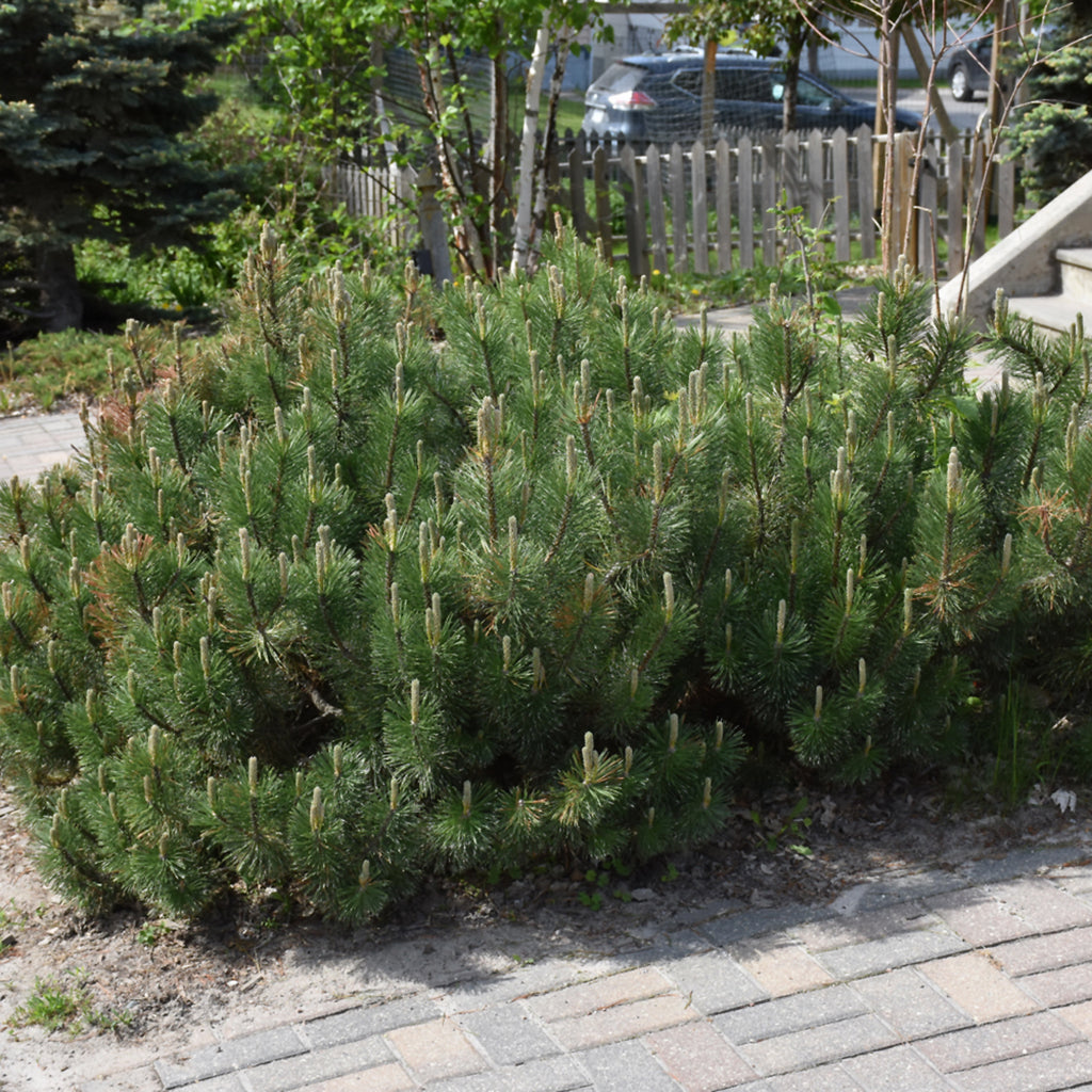 Dwarf Mugo Pine # 3 Container