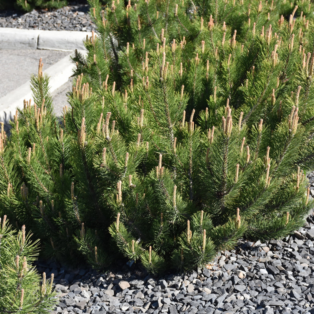 Dwarf Mugo Pine # 3 Container