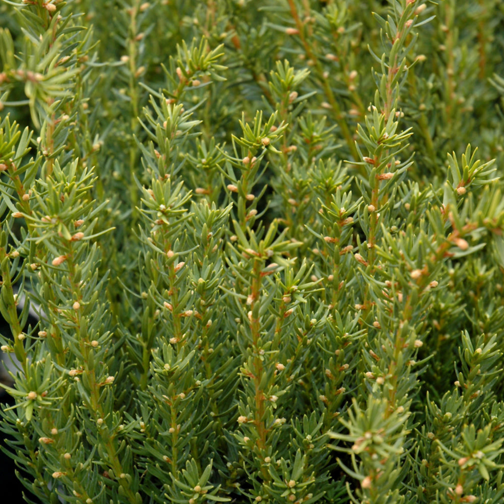 Yew Trees - Sheridan Nurseries