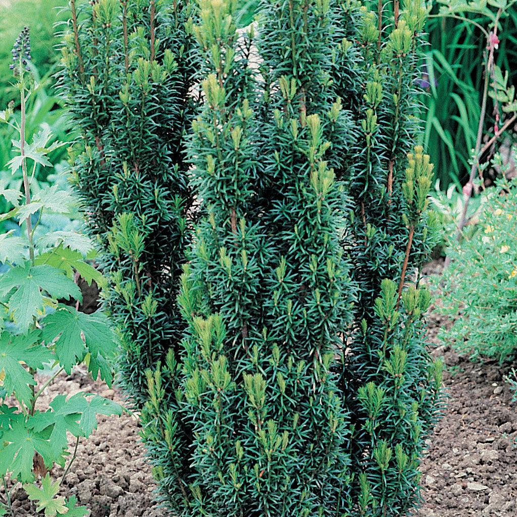 Hick's Yew # 7 Container (60cm)