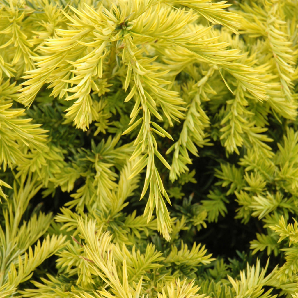 Yew Trees - Sheridan Nurseries