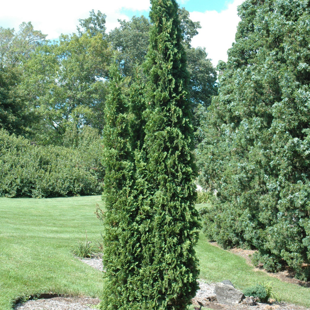 Degroot's Spire Eastern Cedar# 7 Container (150cm)