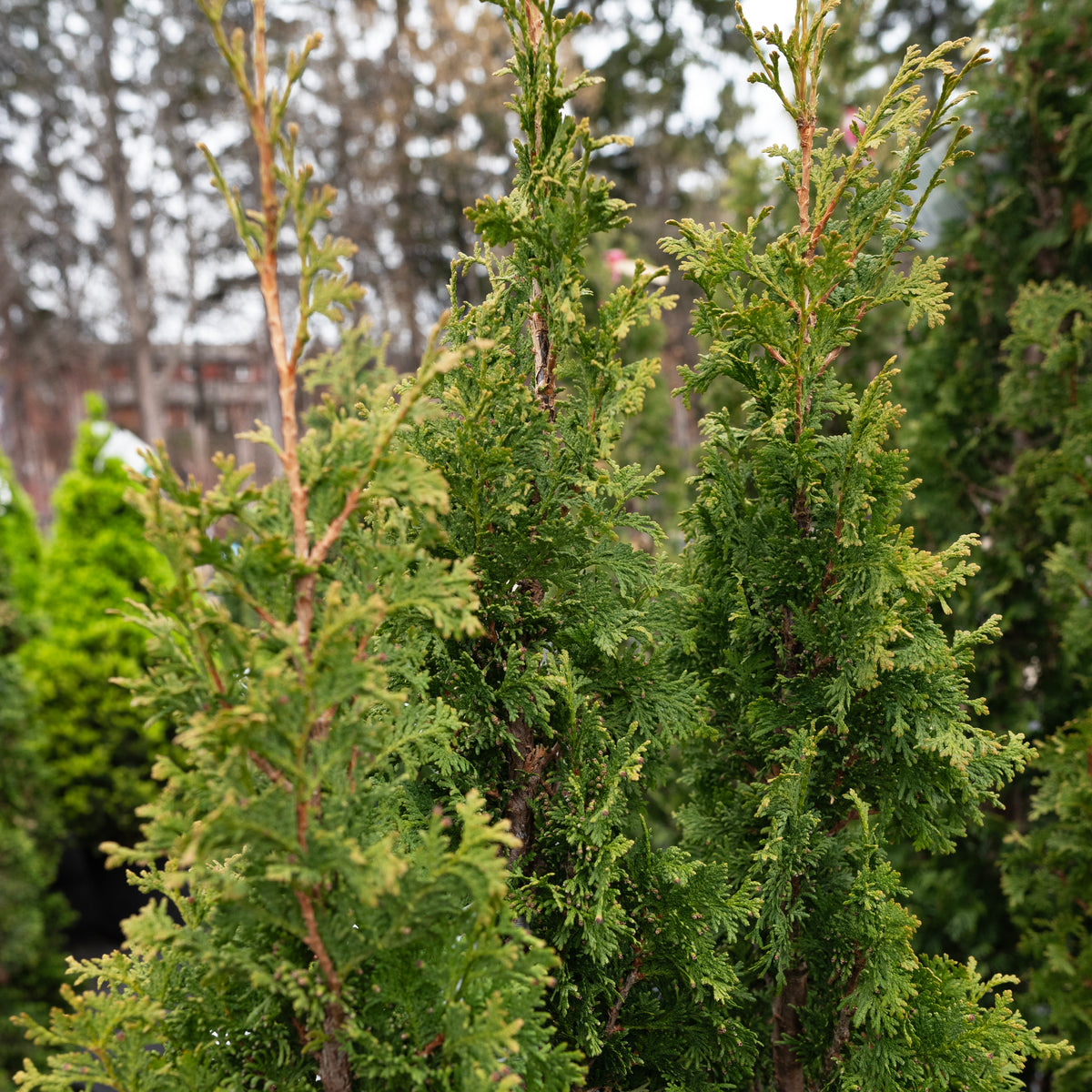 Degroot's Spire Eastern Cedar # 3 Container