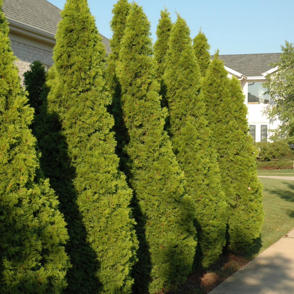 Emerald Eastern Cedar