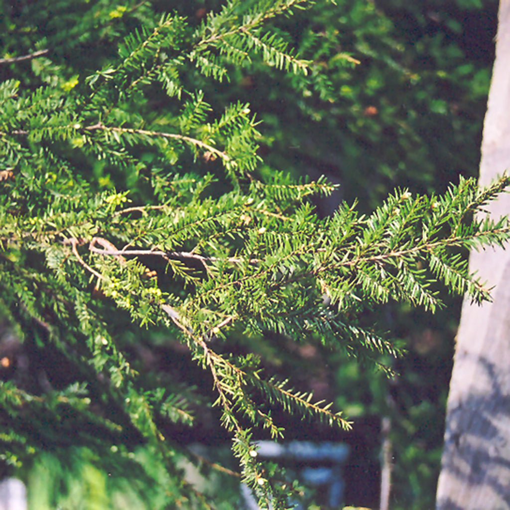 Canadian (Eastern) Hemlock # 3 Container