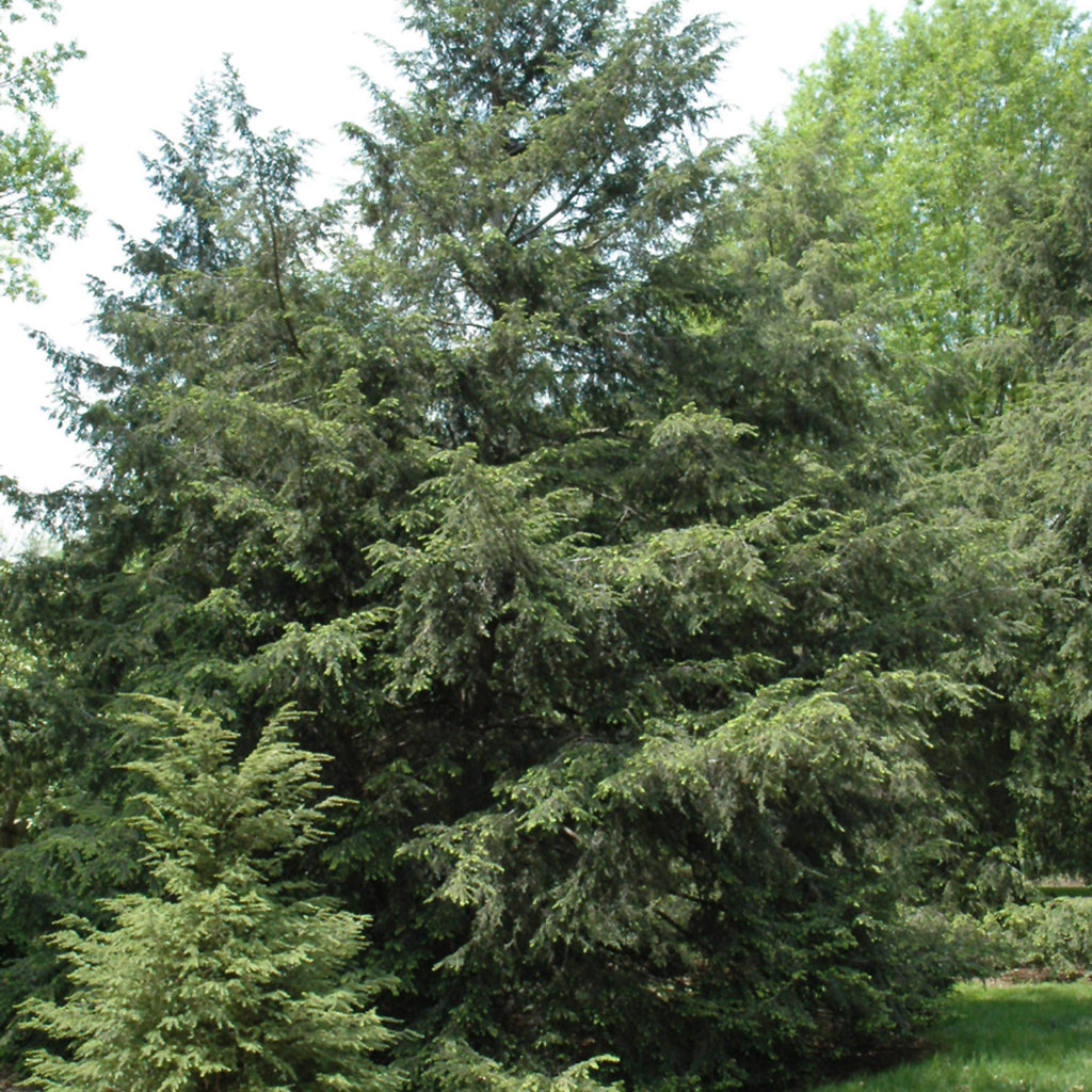 Canadian (Eastern) Hemlock # 3 Container