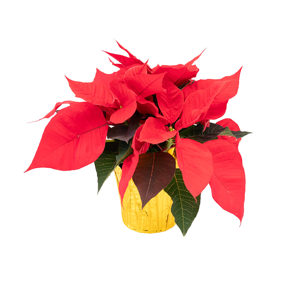 Poinsettia 4.5" Red