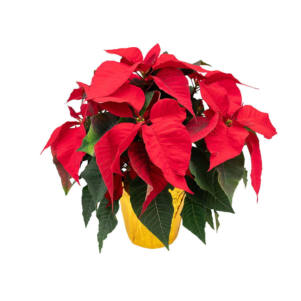 Poinsettia 6.5" Red