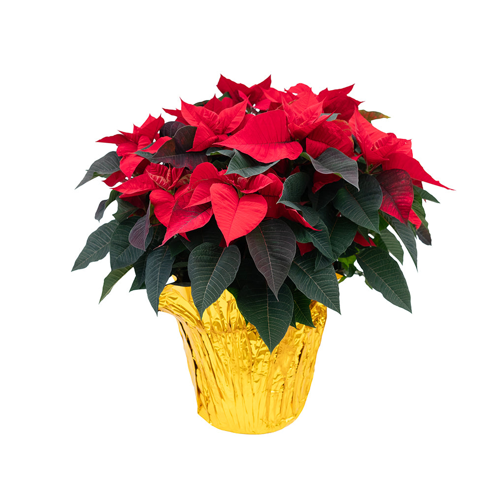 Poinsettia 10" Red