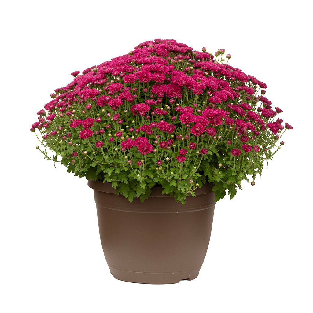 Garden Mum 10"