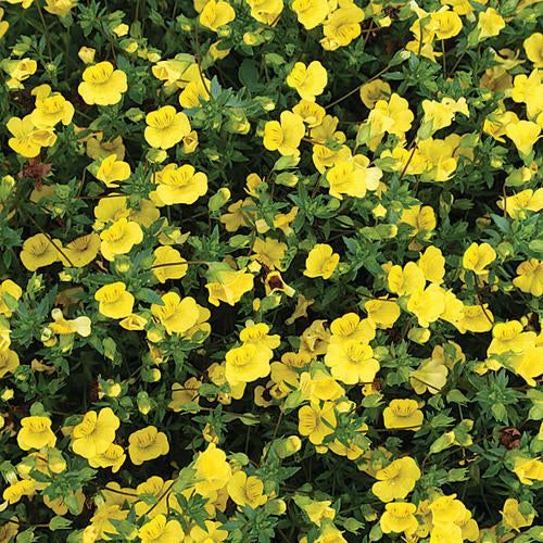 Enhance your garden with an award-winning addition that can withstand even the hottest weather conditions. No need to spend hours removing faded flowers, these stunning plants will keep blooming all season.