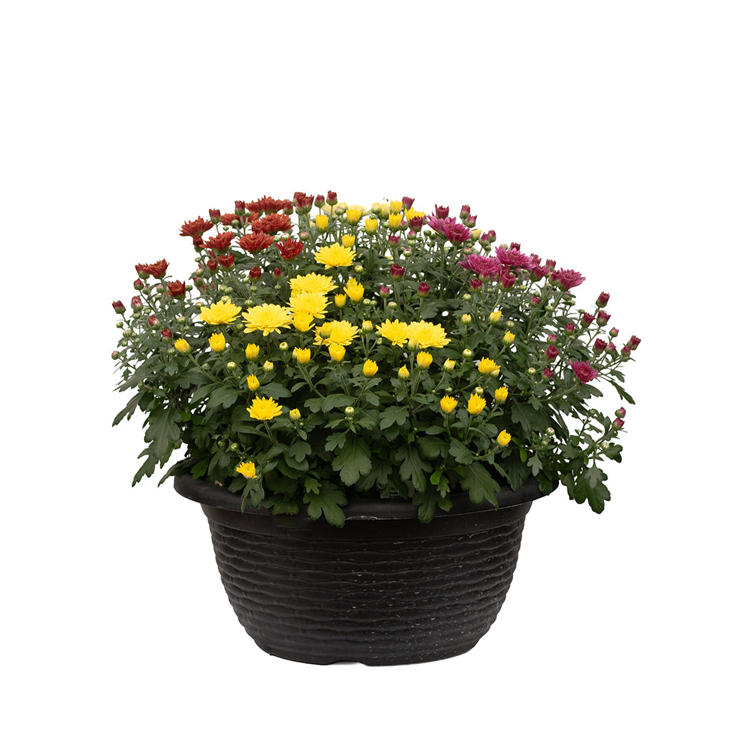 Mum Bowl (Colour Mix) 12"