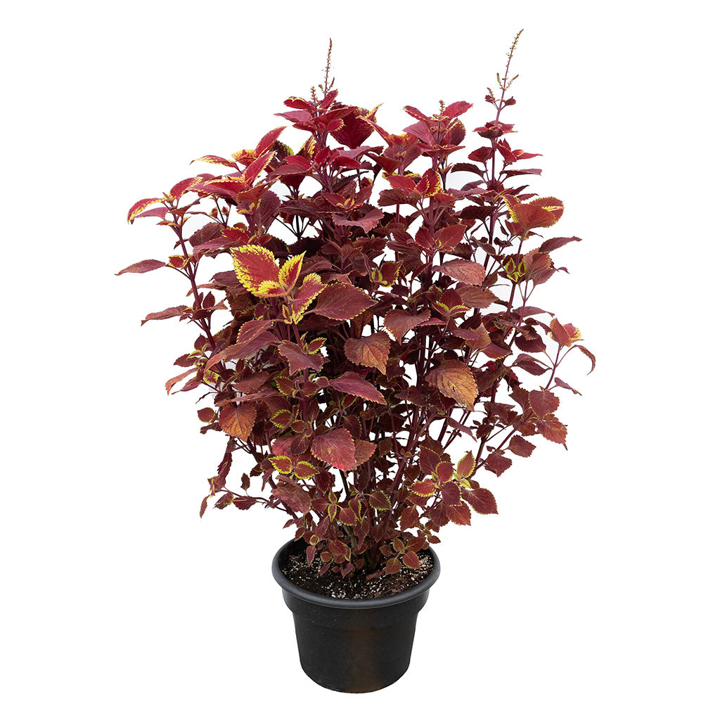 Fall Annuals 1 Gallon