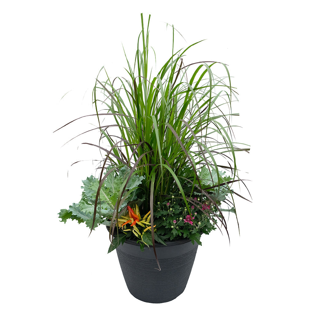 Fall Annuals - Round Planter 13"