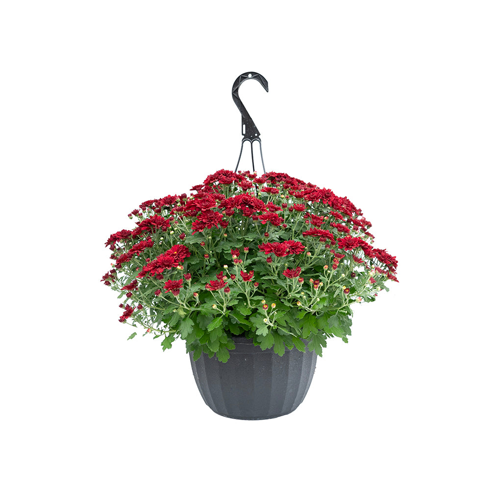 Mum Hanging Basket - Black Pot
