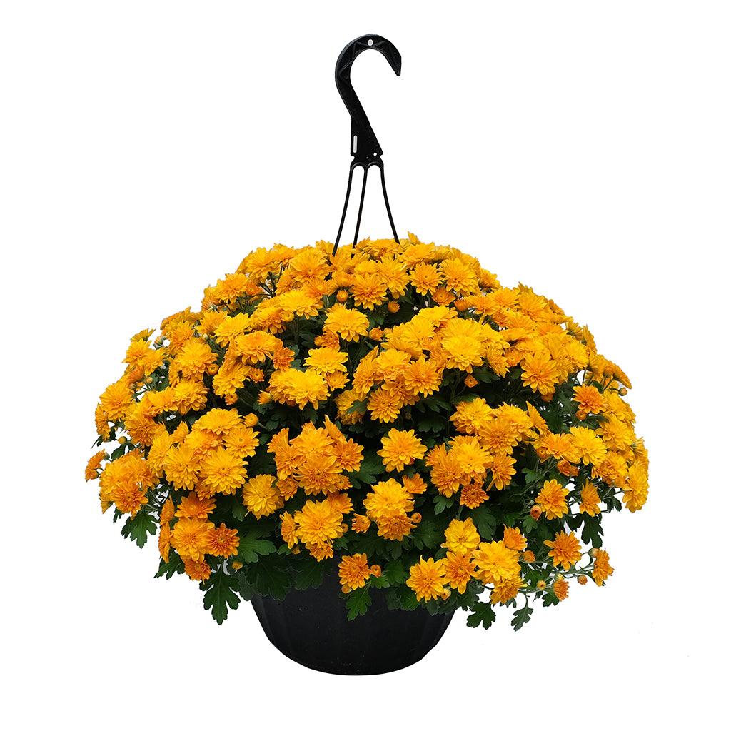 Elevate your outdoor décor with the Mum Hanging Basket featuring a sleek Black Pot, a delightful showcase of vibrant and stunning orange mums that perfectly capture the essence of the fall season. These vivid blooms provide a burst of seasonal color, beautifully complemented by the sophisticated contrast of the black pot.