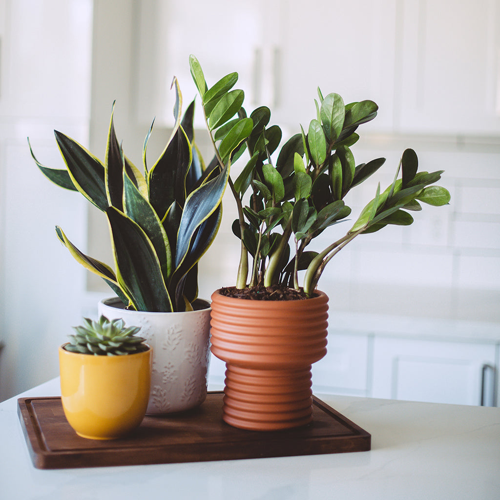 FREE SEMINAR Toronto Garden Centre Education Series: Houseplants 101