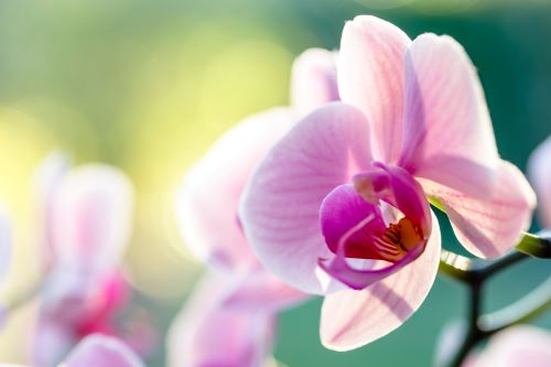 FREE SEMINAR Whitby Garden Centre Education Series: All About Orchids