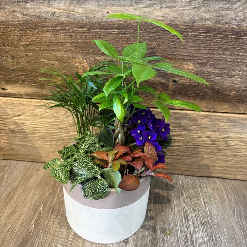 Whitby Garden Centre Make It & Take It: Pet Friendly Indoor Dish Garden