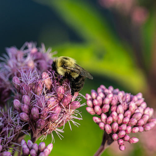 FREE SEMINAR Aurora Garden Centre Education Series — Native Plants & Pollinators: Incorporating Natives into Your Garden
