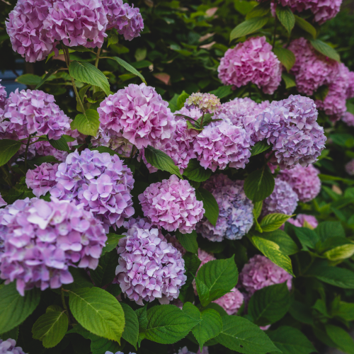 FREE SEMINAR Kitchener Garden Centre Education Series: Hydrangeas Made Easy