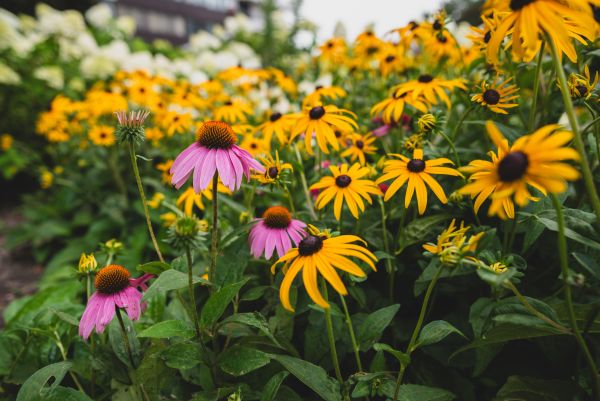 Mississauga Garden Centre Education Series: Fall is for Planting!