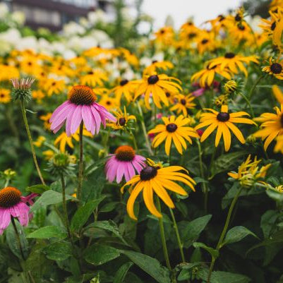 FREE SEMINAR Toronto Garden Centre Education Series: Fall is for Planting!