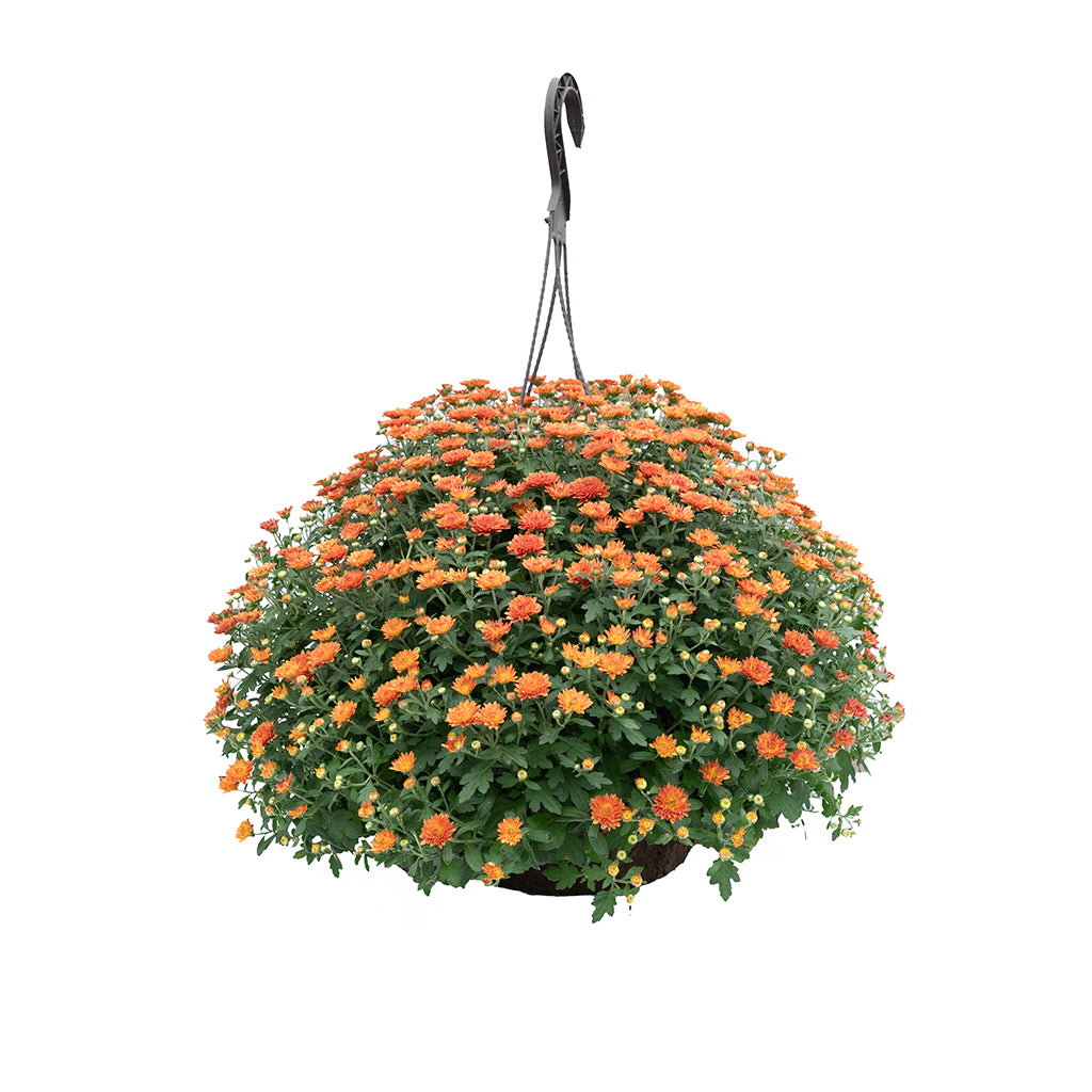 Mum Hanging Basket - Fibre