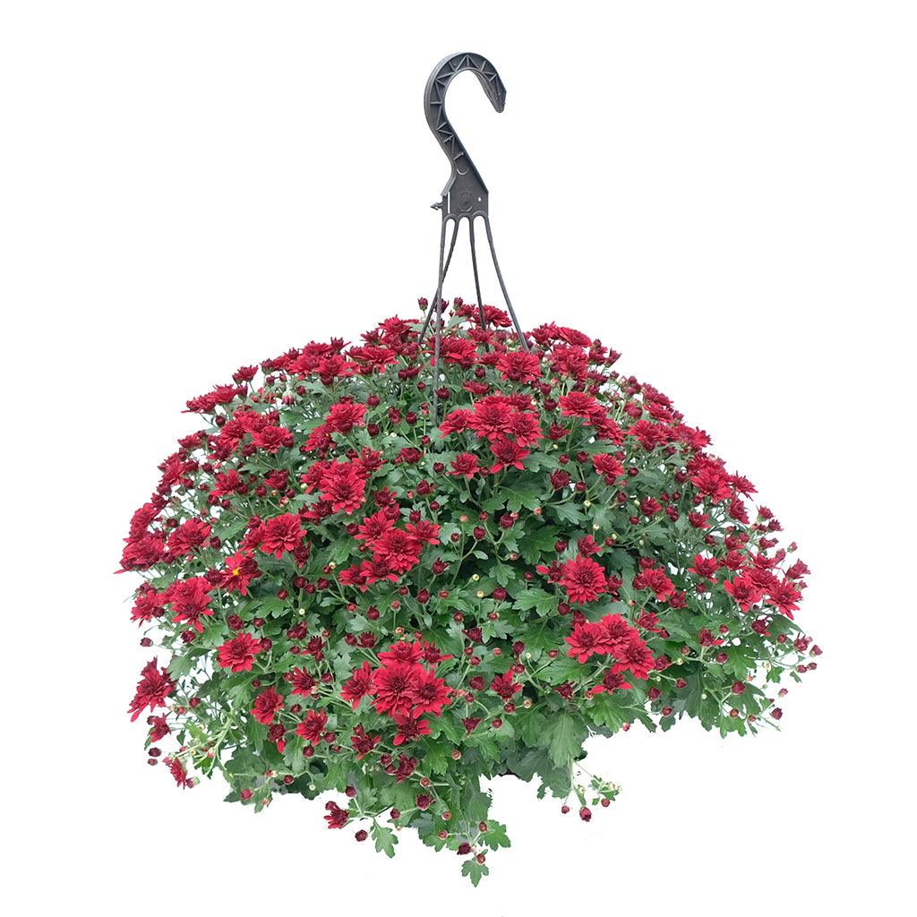 Elevate your outdoor décor with the Mum Hanging Basket crafted from durable fiber materials, an exquisite showcase of stunning deep colors meticulously chosen to complement the autumn season. These rich, vibrant hues effortlessly capture the essence of fall, adding a touch of sophistication to your outdoor space. 