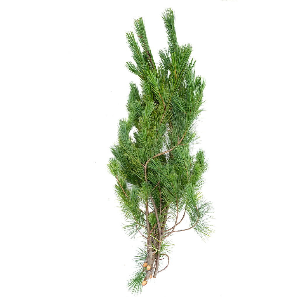 Bough BC White Pine 3lb