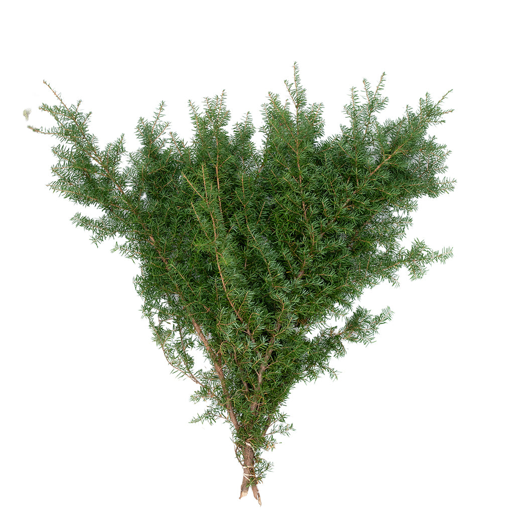 Hemlock Bough - 3lb