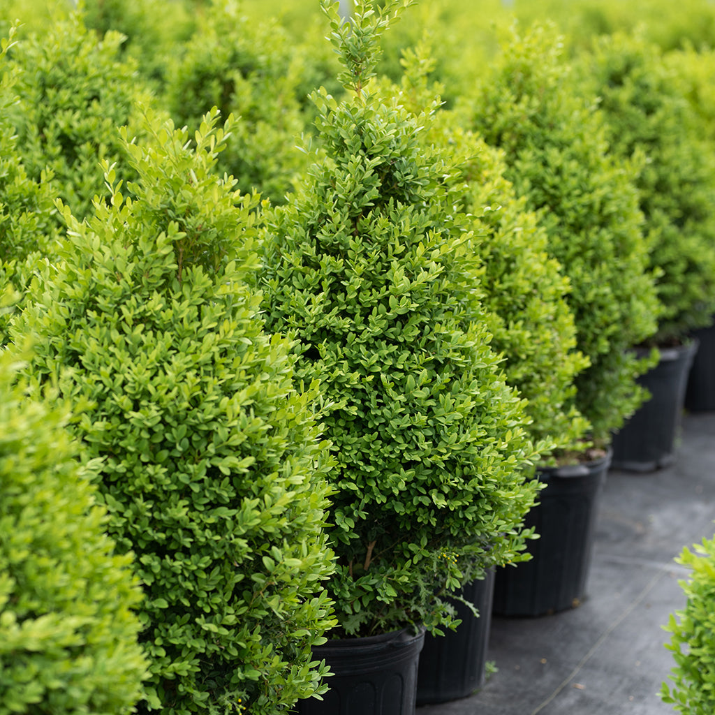 Green Mountain Boxwood (Cone)  # 3 Container