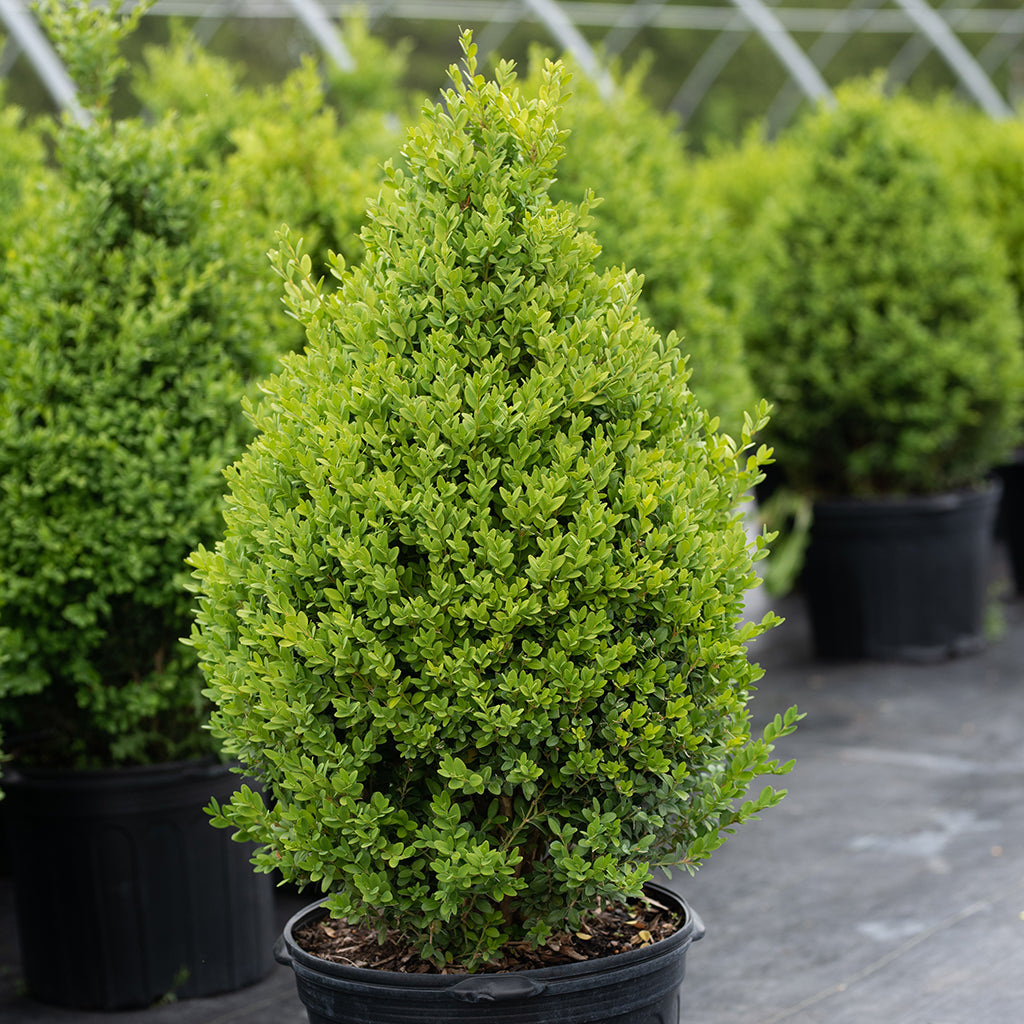 Green Mountain Boxwood (Cone)  # 3 Container