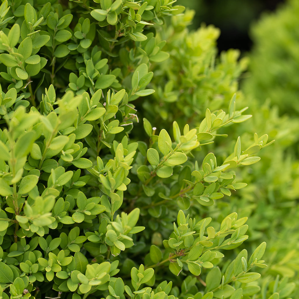 Green Mountain Boxwood (Cone)  # 3 Container