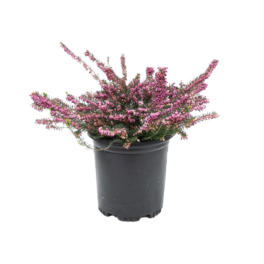 Spring Heath - Springwood Pink