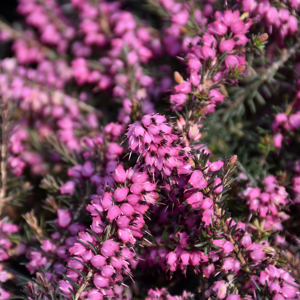 Spring Heath - Springwood Pink