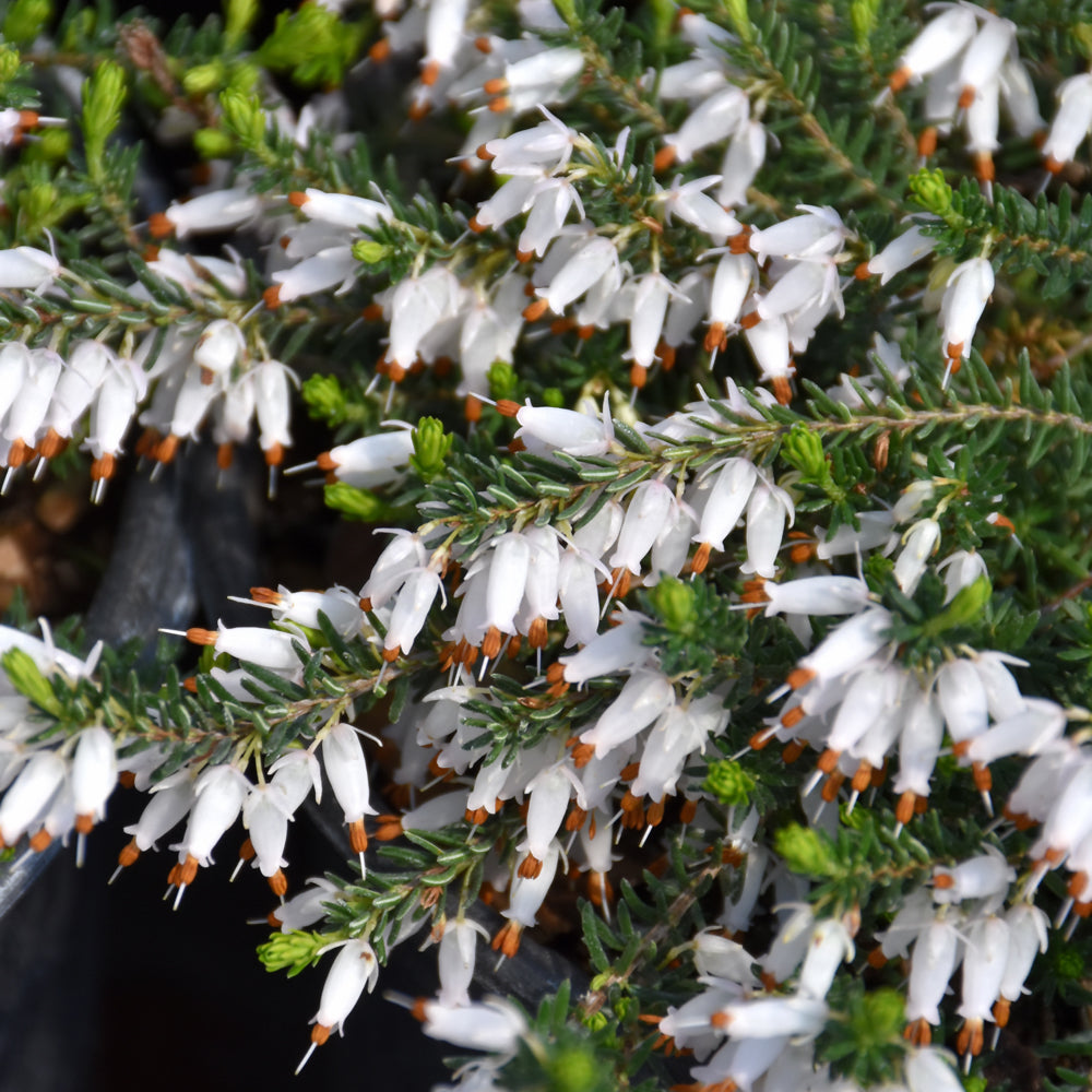 Spring Heath - Springwood White