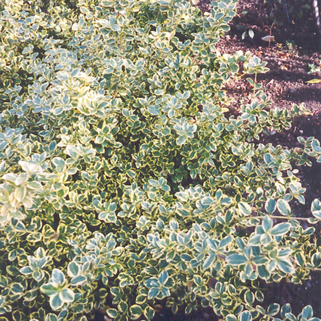 Canadale Gold Euonymus # 2 Container