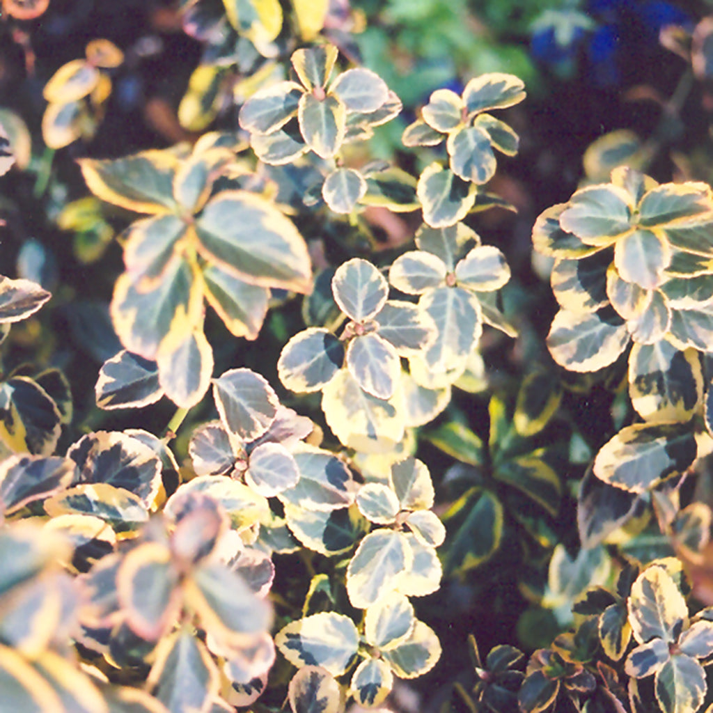 Canadale Gold Euonymus # 2 Container