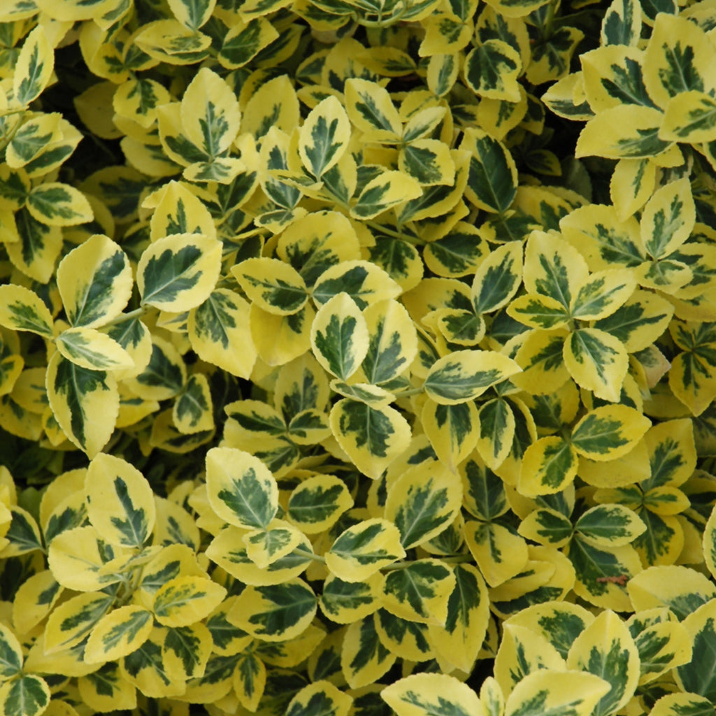 Wintercreeper - Emerald 'n' Gold