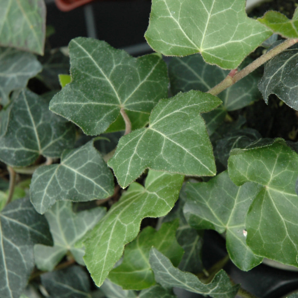 Baltic English Ivy # 1 Container