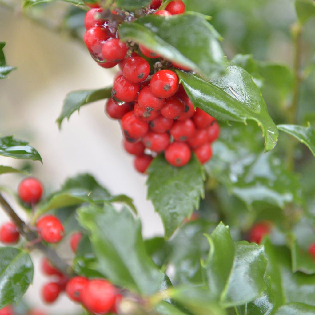 Blue Prince/Blue Princess Combo Holly # 3 Container