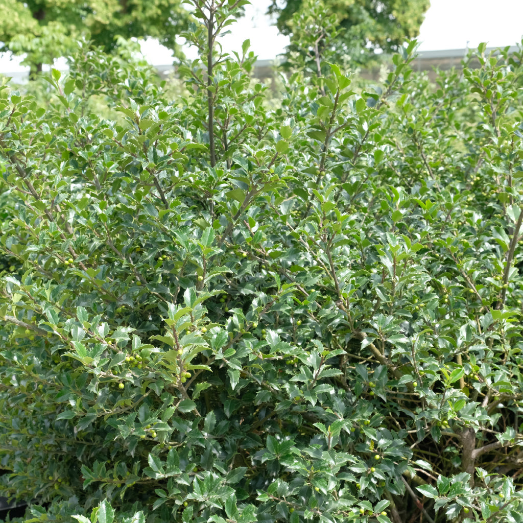 Blue Prince/Blue Princess Combo Holly # 3 Container