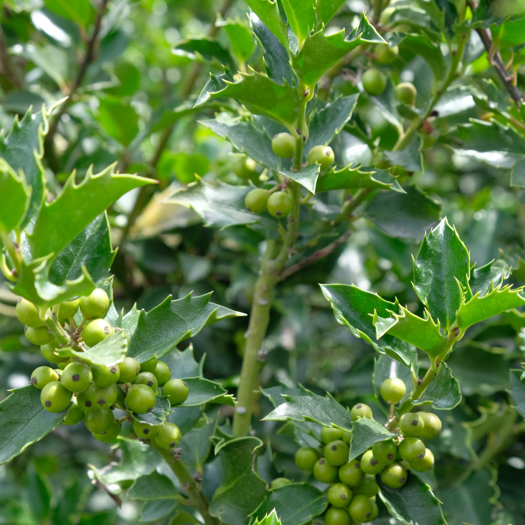 Blue Prince/Blue Princess Combo Holly # 3 Container