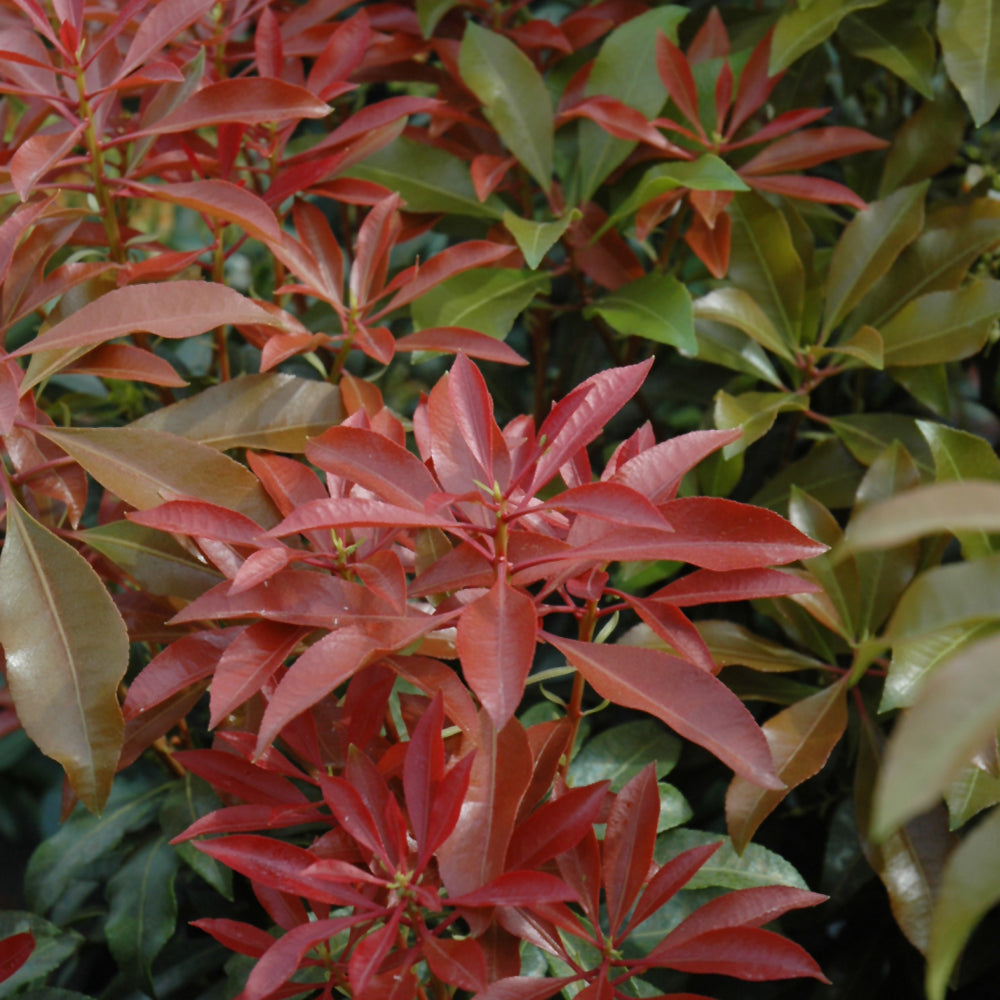 Mountain Fire Japanese Pieris # 2 Container