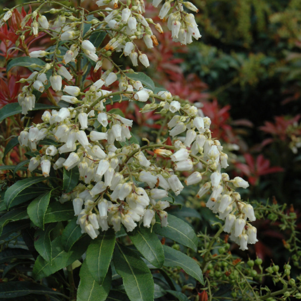 Mountain Fire Japanese Pieris # 2 Container