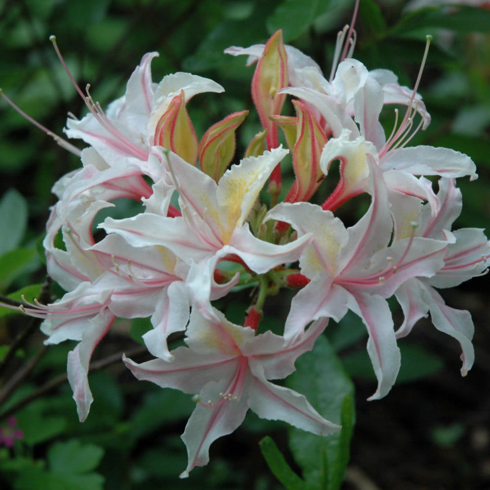 Western Lights Azalea (Northern Lights Series)